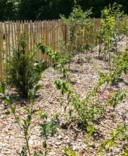 Nicolas Varidel Nature+Jardins Bild 3