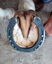 Macrelle Raphael Eirl image 3