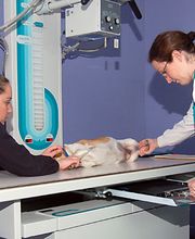 Monroe County Animal Hospital image 8