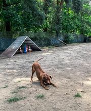 Dogcoach Hundezentrum Bild 12