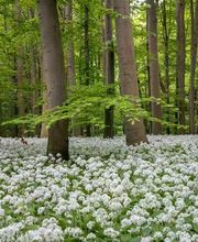 Naturfotografie - Photo-Martin - Fotograf in Chemnitz