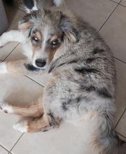 Elevage des Bois de Loge Borgne image 17