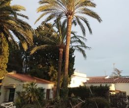 podar-palmera-cambrils.jpg