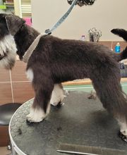 La Canicherie image 3