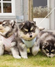 Bolonka-Shop.com Bild 17