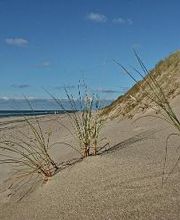 Buchungszentrum Sylt Bild 2