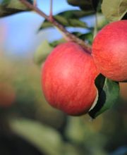 Stalder Schweizerfrüchte AG Bild 4