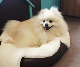 Doggy Chou image 11