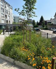 Sequoia Paysage image 4