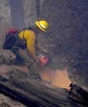 North Zone Fallers image 2