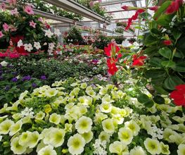 hollenstein blumengarten ag-Blumenshop-Gärtnerei-Gartenbau-Unterhalt-Grabpflege Bild 9