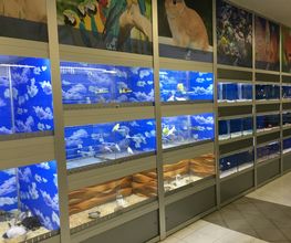 Gallery Cliente