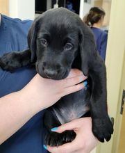 Fairview Animal Hospital image 1