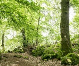 FriedWald Litermont Bild 7