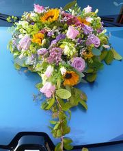 Blumen Vergissmeinnicht Bild 6