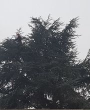 Dirven Boomverzorging afbeelding 8