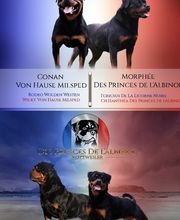 Elevage Des Princes De L'albinol image 12