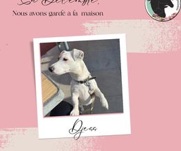 Equi'Canis Comportement image 2
