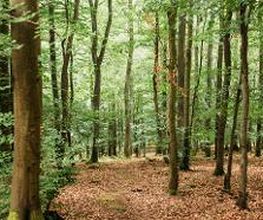 FriedWald Weilrod Bild 1