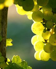 Brunner Weinmanufaktur AG Bild 8