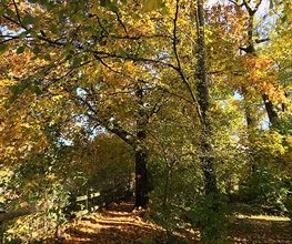 Naturcoaching und Waldbaden (Shinrin Yoku) mit Andrea Glauser: Der Wald als kraftvoller Resonanzraum für Entschleunigung, Reflexion und persönliche Orientierung. Auf achtsamen Waldpfaden schlendern, tief durchatmen und die heilsame Atmosphäre nutzen, um Stress abzubauen, Gedanken zu ordnen und neue Klarheit für den Lebensweg zu schöpfen.
