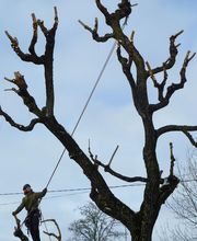 L'Arbre Corrézien image 4