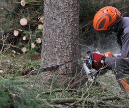 Baumdienst Schaefer & Fassbender GbR Bild 9