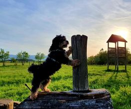 Hundeschule CaniSpirit Bild 6