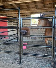 Freedom Fencing LLC image 19