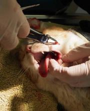 Gross- und Kleintierpraxis Geiser Biglen