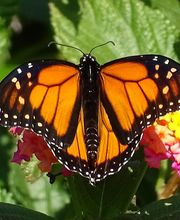 Im-Ein-Klang Körper Geist und Seele Bild 3