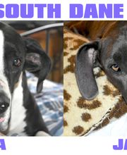 Deep South Dane Dams - dedicated to health, socialization and quality over quantity. DeepSouthDanes.com