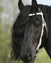 Landb Mech Bedr Bosgra BV Ruiterhuis