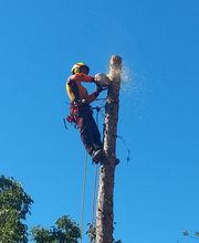 Arbres en Cimes image 2