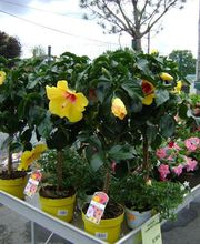 Gamm Vert Graulhet image 2