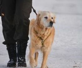 H.O.N.A.S - Mobile Hundeschule Bild 7