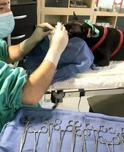 Vétérinaire Zatozte SELARL image 4