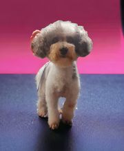 Elevage Des Jours Étoilés image 7