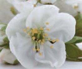 AU GRE DES FLEURS image 2
