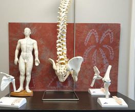 Anatomische modellen