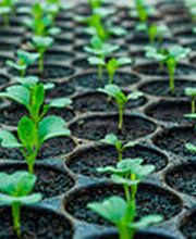 450504-abonos-m-garcia-plantas-horticolas.jpg