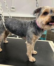 Concept Toilettage by Fabrice image 1