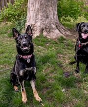 Rockhill Pet Clinic image 1