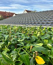 Gartenservice Mark Miess Bild 35