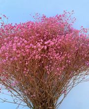 NATURA - FIORI SECCHI PAPA immagine 4