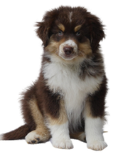 Chenil de la Lorelei Bild 1