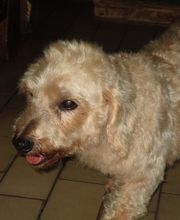 Com Chien Et Chat image 1