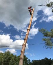 Maurice Travaux Forestiers image 4