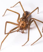 Lloyd Pest & Termite Control image 8