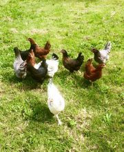 Vitarelles Bass Scea image 1